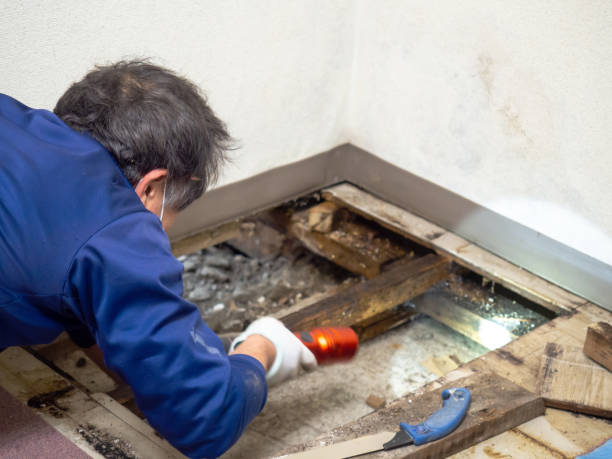 Best Mold Removal Specialists  in Bloomfield, NY