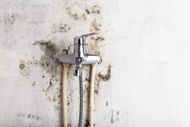 Trusted Bloomfield, NY Mold Removal Experts