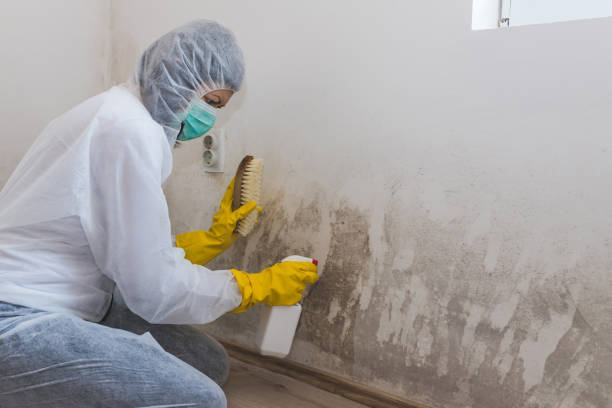 Best Home Mold Removal  in Bloomfield, NY