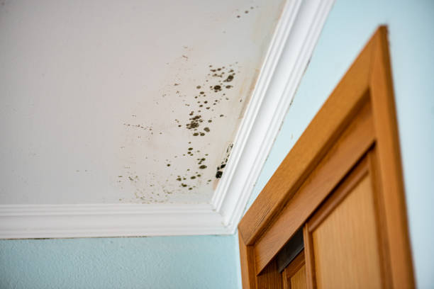 Mold Removal Process in Bloomfield, NY