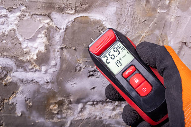 Best Residential Mold Removal  in Bloomfield, NY