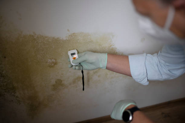 Best Mold Damage Repair  in Bloomfield, NY