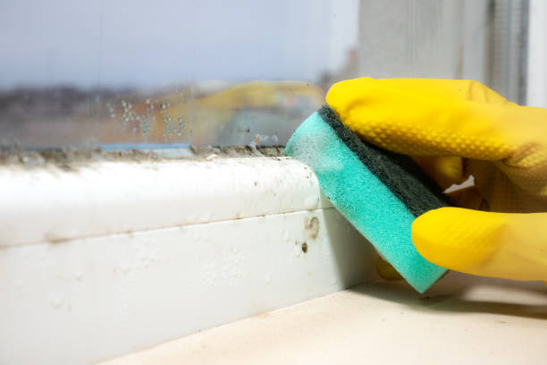 Best Crawl Space Mold Removal  in Bloomfield, NY