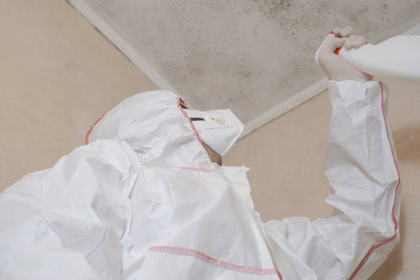 Mold Removal and Inspection in Bloomfield, NY