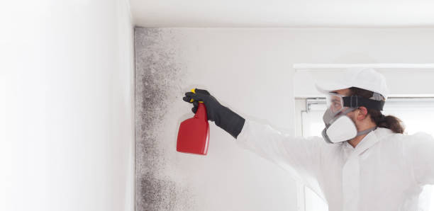 Best Mold Removal Process  in Bloomfield, NY