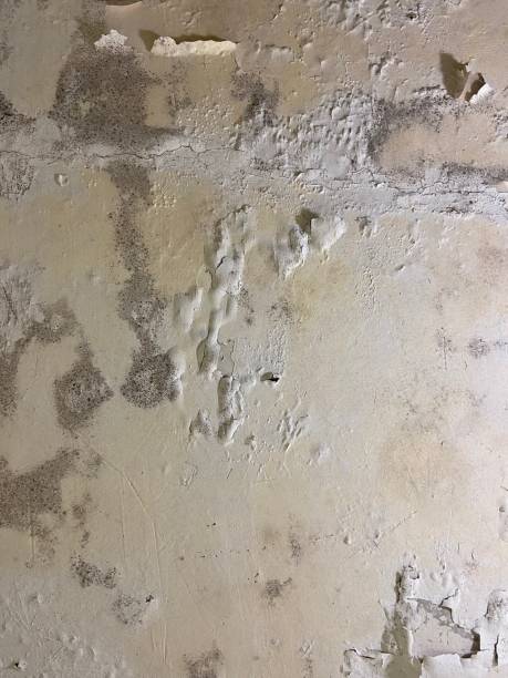 Best Fast Mold Removal  in Bloomfield, NY