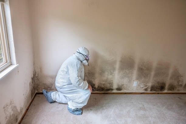 Best Black Mold Removal  in Bloomfield, NY