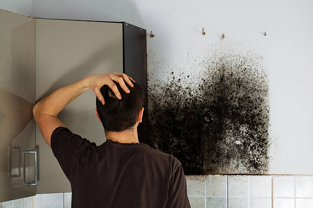 Best Toxic Mold Removal  in Bloomfield, NY