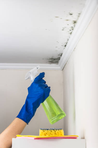 Best Mold Inspection  in Bloomfield, NY